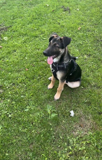 Male German shepherd cross
