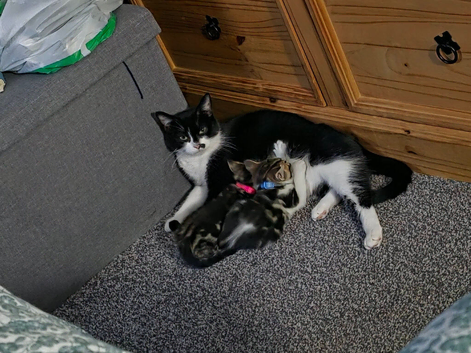 Two kittens avaliable.