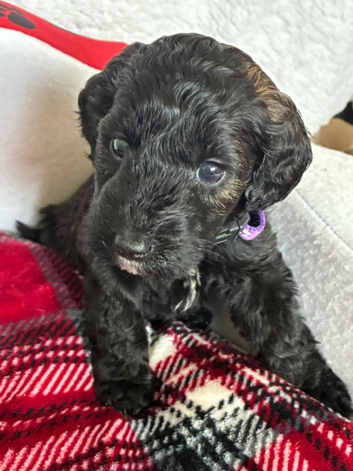 Merle labradoodles