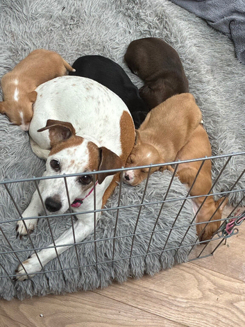 Cockerjack puppies for sale