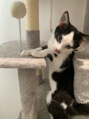 Kittens for sale