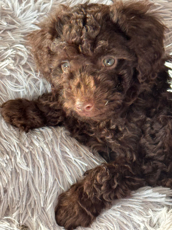 Toy Cavapoo Puppies