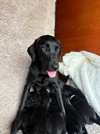 Labrador puppies available FT champians