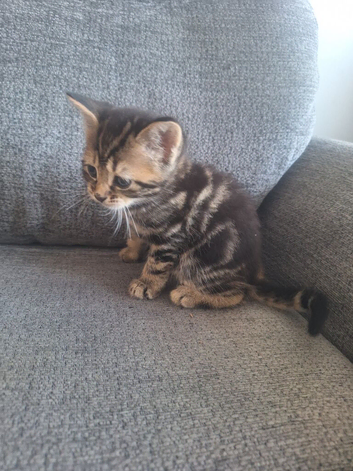 Bengal kittens