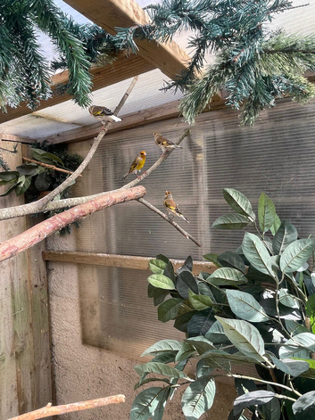 Goldfinch mule