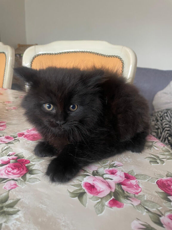 British Longhair cross kittens