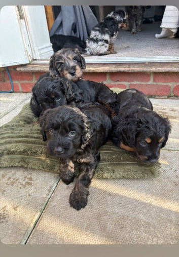 Portuguese sheepdog cross puppies