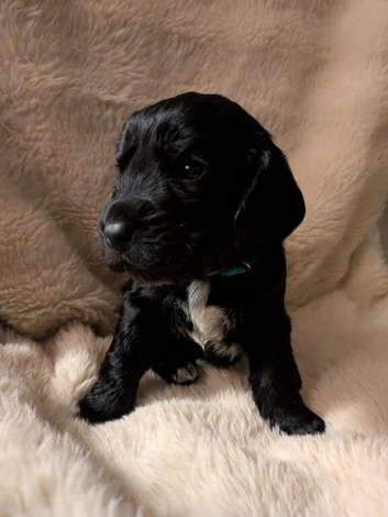 Beautiful black show type cocker spaniels