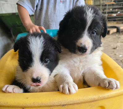 Working Border Collie Pups