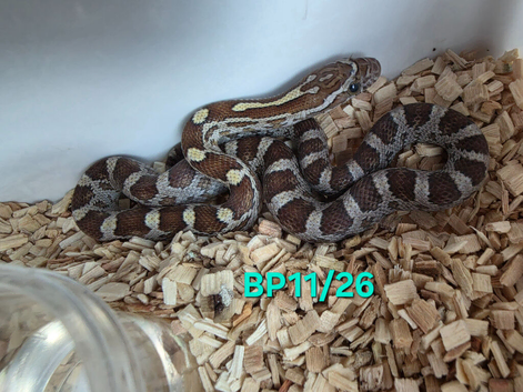 Caramel corn snake het palmetto