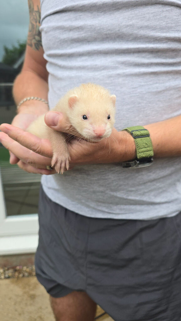 Ferrets kits