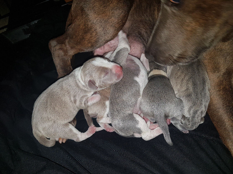 puppies