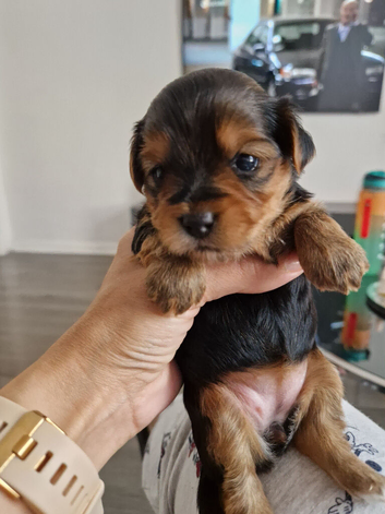 Yorkshire pure terrier
