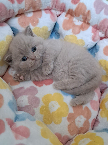 Chunky BSH kitten PET ONLY