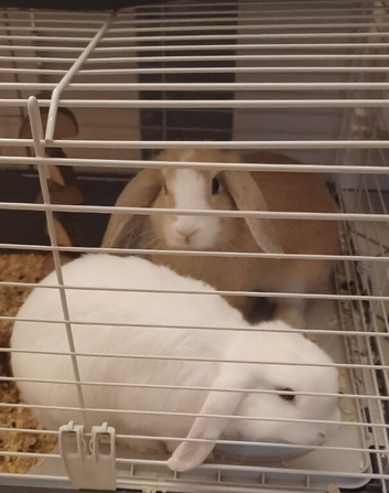 2 female bunnies