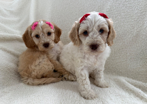 READY TO GO F1 cockapoo puppies just two girls left