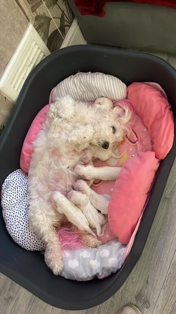 For sale pupppy bichon frise