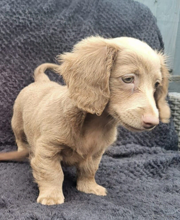 Two Long haired miniature dacshunds for sale.