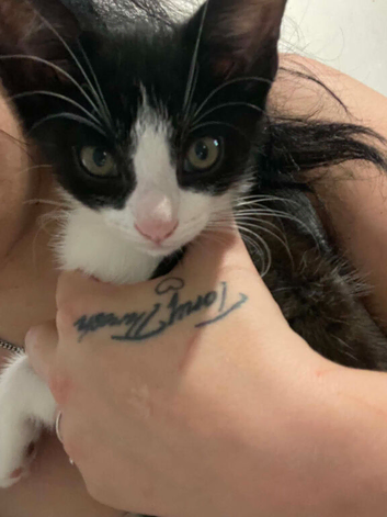 kitten
