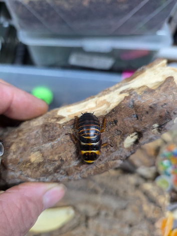Extinct Cockroach (Simandoa conserfariam) Nymphs