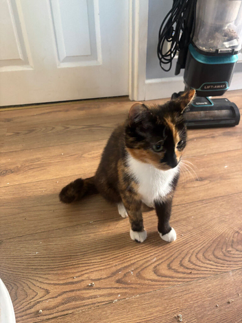 I have 7 beautiful kittens for sale