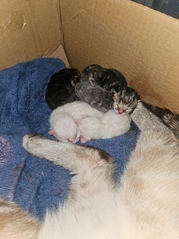 5x persian  kittens for sale 2 white 1 grey 1 tabby and one black and ginger