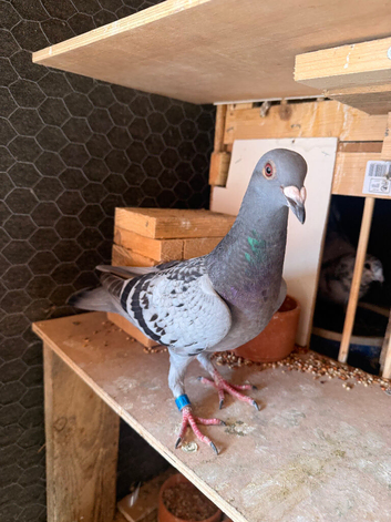 2x hen for sale