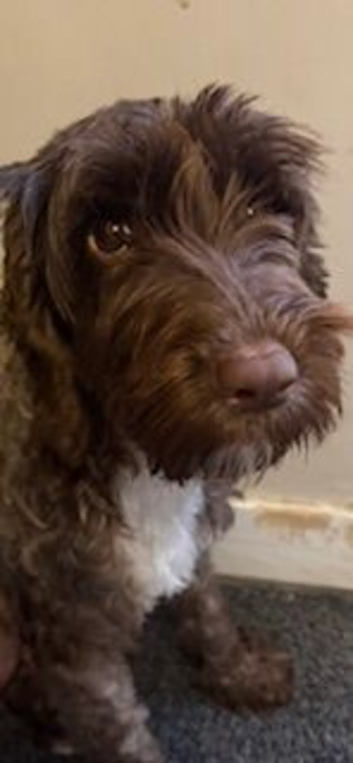 F1b Cockapoo x Cavapoo (Double Doodles) Moray