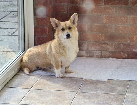 Lily - 7 year old Welsh Pembroke Corgi
