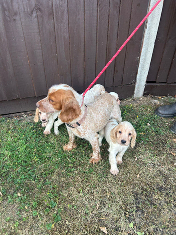Cocker spaniel puppies