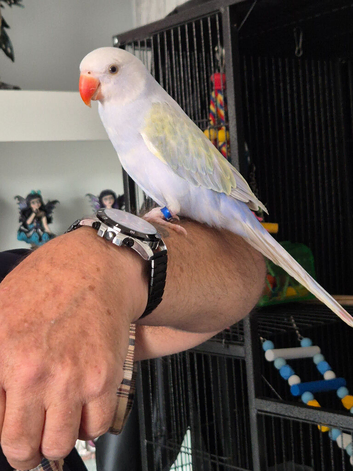 6 month old Ringneck