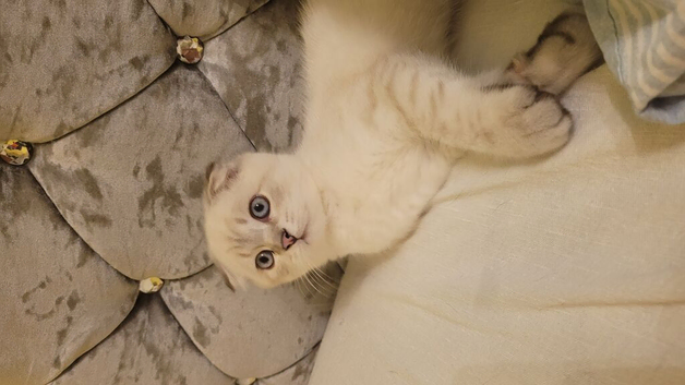 Scottish fold/straight kittens