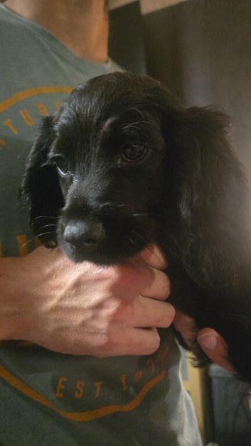 Last  cocker spaniel boys available