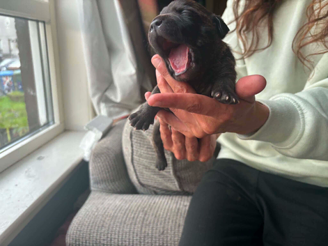 Beautiful staffy puppies