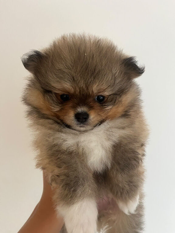 Miniature teddy Poms