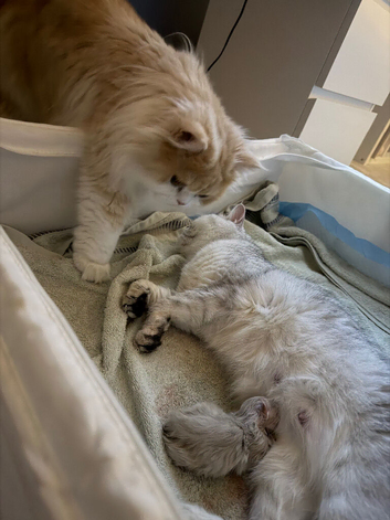 Outstanding British Longhair