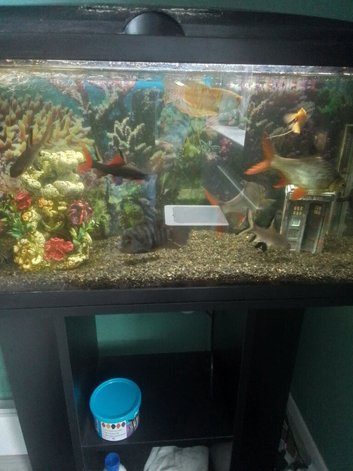 Tropical fish and tank