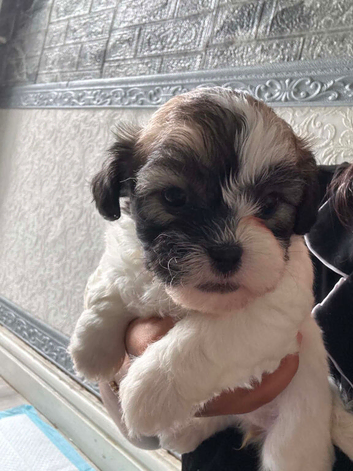Maltese puppies
