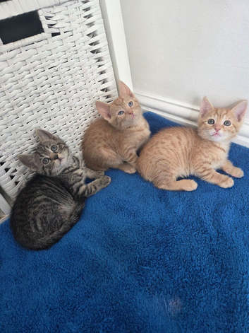3 Beautiful Kittens Left