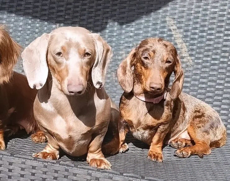 KC Chocolate and tan dapple female