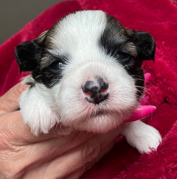 Chinese Crested hairless - powderpuff girls/boys
