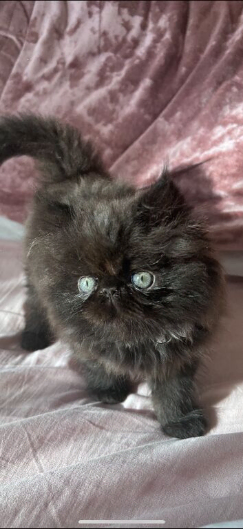 stunning rare black smoke Persian Kitten