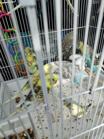 This year's young budgies