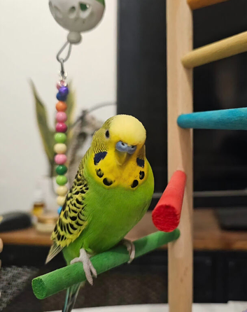 male budgerigar accustomed to being handled