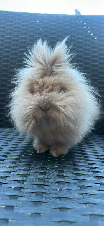 Rabbit for sale