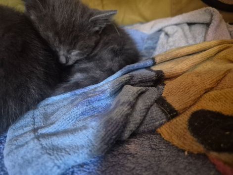 2 kittens