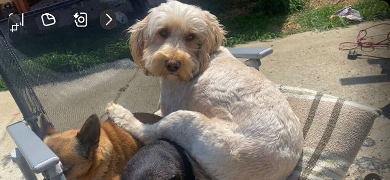 Beautiful cockapoo pups