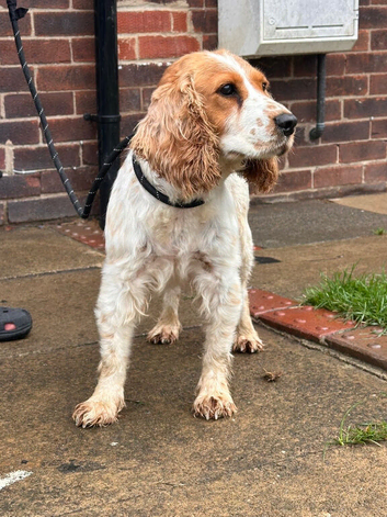 2 year old cocker spaniel girl