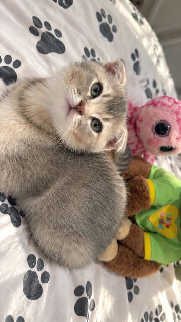 Scottish fold x British shorthair kitten