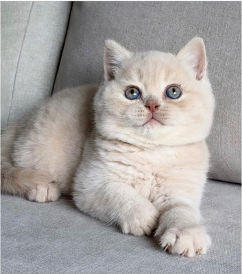 Gccf kittens available